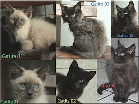 m_Gatitos2hembrasy2machos.jpg