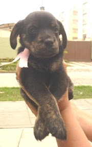 m_cachorrita flormarina.jpg