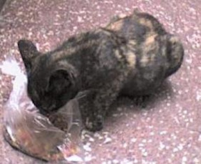 m_GATITA PREÑADA.jpg