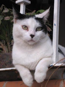 m_gatita.jpg