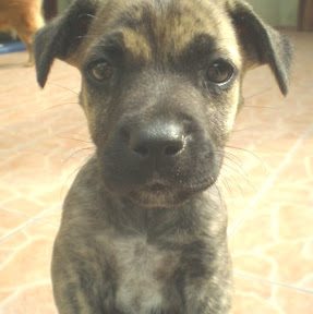 cachorrita. giyosa.JPG