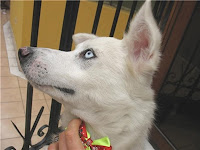 m_perrita piava.jpg