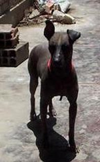 m_perrito peruano.jpg