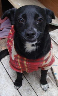 m_perrito nikita amiga 3.jpg