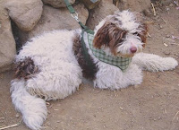 m_perrito TANGO perdido.jpg