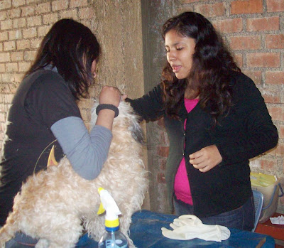 desparasitacion cieneguilla36.JPG