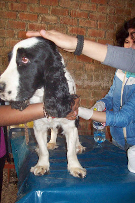 desparasitacion cieneguilla1.JPG