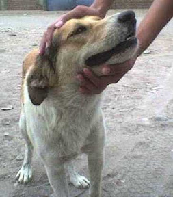 perrito xiomara.JPG