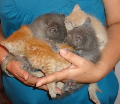 cuatro gatitos 1 mes aida.JPG