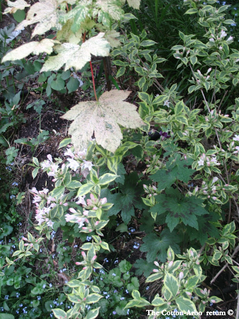 Acer Platinoides Ensk Sunset, Geranium Samobor, Mini Variegated Weigela, forget me nots