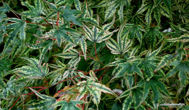 Acer palmatum Alpenweisse