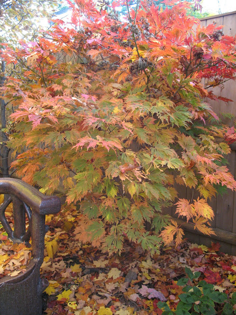 j.maple aconitifolium