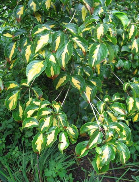 Cornus kousa Gold Star