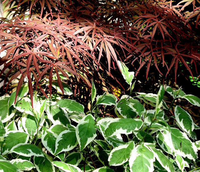 Acer dissectum Pixie, Cornus alba Ivory Halo