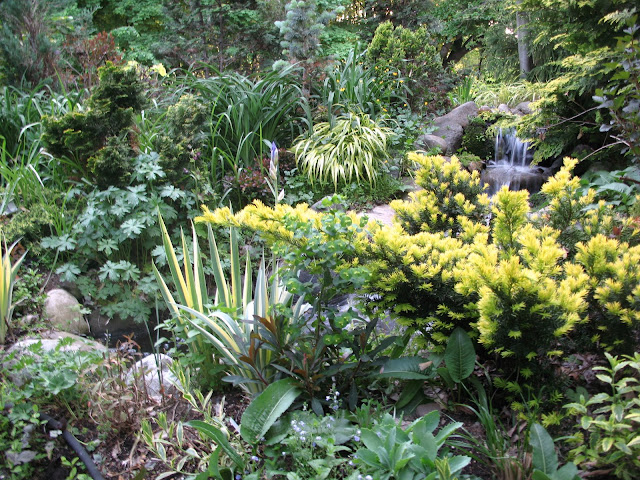 taxus aurea Spring flush of yellow