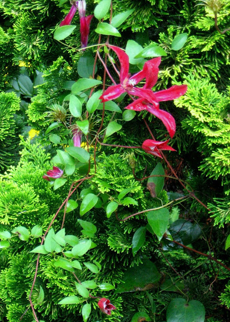 Clematis Gravetye Beauty, Chamaecyparis obtusa Nana Lutea