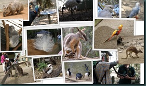 Collage från Zoo