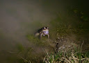 Am toad croaking.JPG