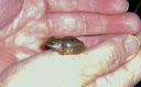 spring peeper2.jpg