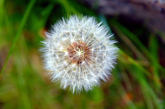 Dandelion