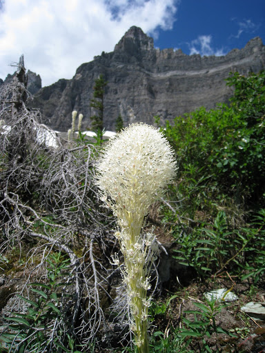 Nice flower and peak in background