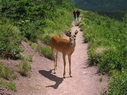 Young buck decides he wants to walk the trail. He passes us and continues on along the trail.