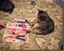 gatti5 gatti5