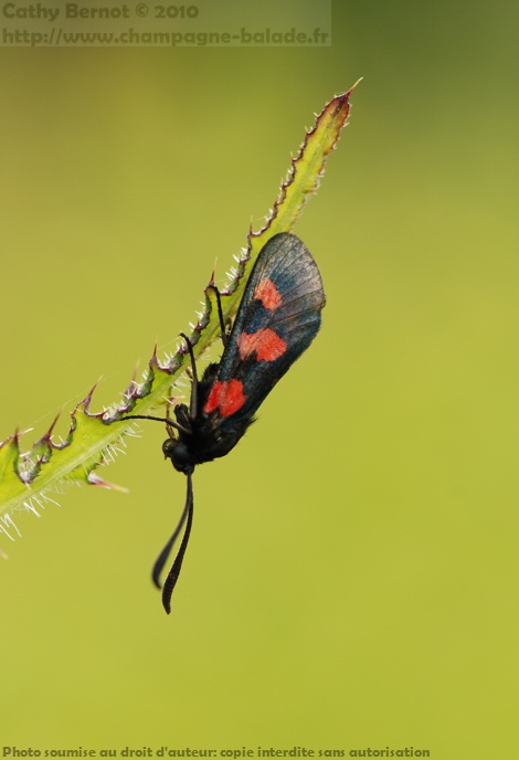 Macrophotographie graphique contrejour sur zygaena et chardon