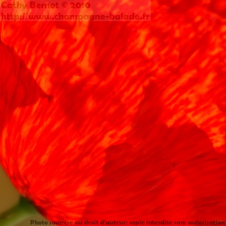 Gros plan sur pétale fripée de fleur rouge de coquelicot façon impressionnisme, photo contrejour