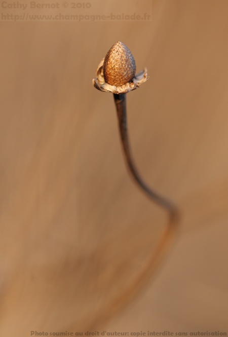 macrophotographie: fleur fanée de matricaire fausse camomille macrophotographie: fleur fanée de matricaire fausse camomille
