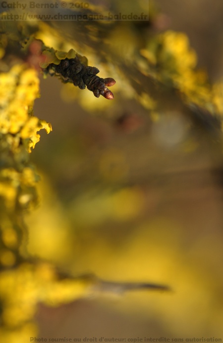 Photo nature: bourgeon rose de prunelier Photo nature: bourgeon rose de prunelier