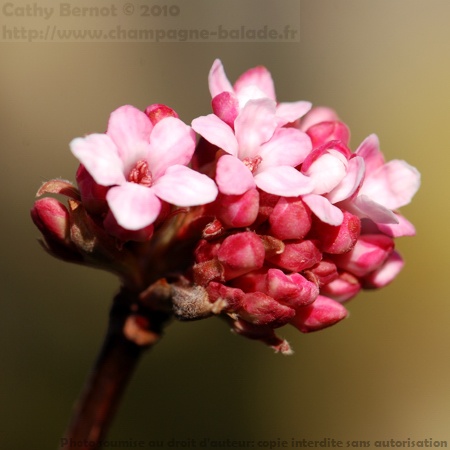 Viorne d'hiver (Viburnum bodnantense) arbuste à fleurs roses parfumées Viorne d'hiver (Viburnum bodnantense) arbuste à fleurs roses parfumées