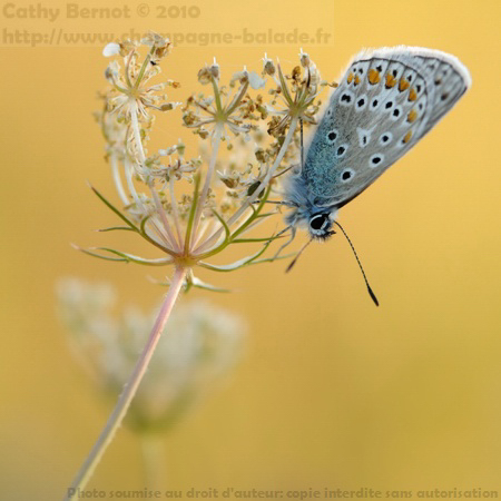 Photo de papillon sur fleur blanche de carotte sauvage Photo de papillon sur fleur blanche de carotte sauvage