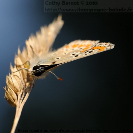Photo de papillon sur épi de graminée sauvage Photo de papillon sur épi de graminée sauvage