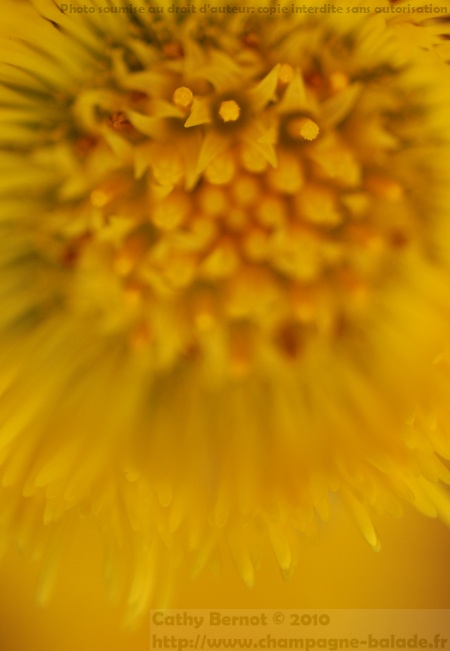 Tussilage (tussilago farfara), plante médicinale Tussilage (tussilago farfara), plante médicinale