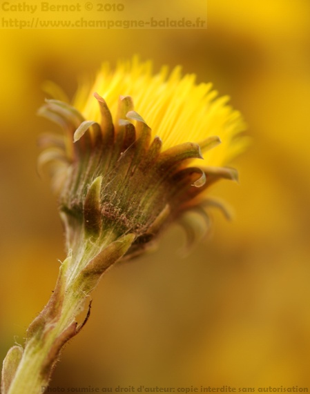 Tussilage en photo macro: fleur jaune pissenlit de printemps Tussilage en photo macro: fleur jaune pissenlit de printemps