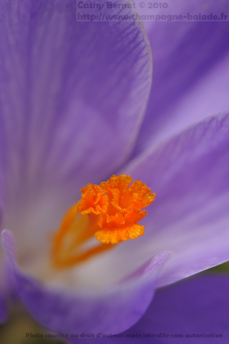 Abstraction, art: photo de fleur de crocus violette et coeur  jaune