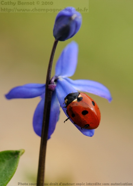 Coccinella septempunctata photo coccinelle sur fleur de scille de sibérie Coccinella septempunctata photo coccinelle sur fleur de scille de sibérie