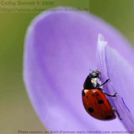 Le réveil de la coccinelle au jardin(Coccinella septempunctata) Le réveil de la coccinelle au jardin(Coccinella septempunctata)
