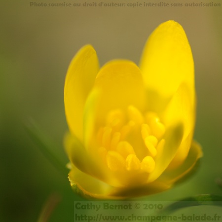 Ficaire fausse renoncule (ranunculus ficaria, renonculacée)