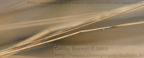 Herbe graphique ou étoile jaune ?