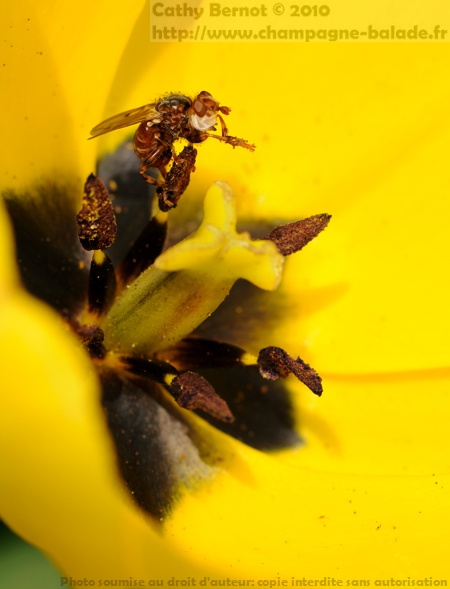 Fleur de printemps et insecte: mouche au coeur d'une tulipe jaune