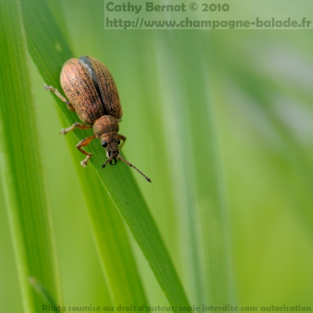 Photo macro d'insecte coléoptère: le charançon Photo macro d'insecte coléoptère: le charançon