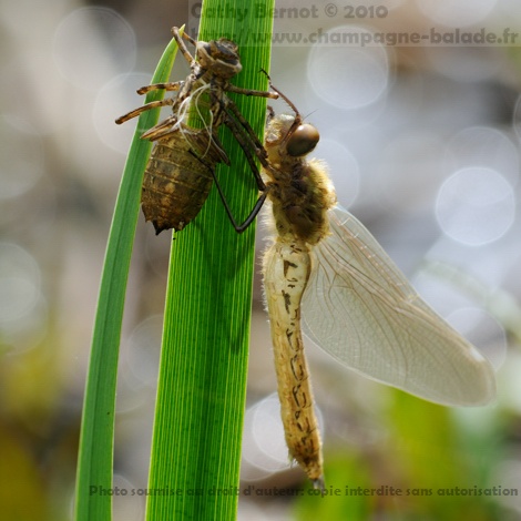 Naissance d'une libellule: émergence, l'insecte est transparent