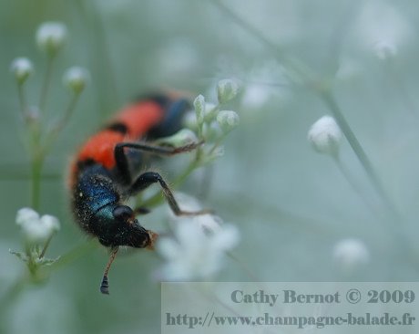 photo insecte fleur gypsophile photo insecte fleur gypsophile
