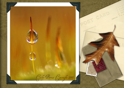 picnik-site-retouche-photographie-scrapbooking