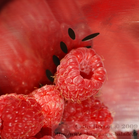 photo-framboise-fruit-rouge-confiture-gelee-cueillette-jardin-reflet