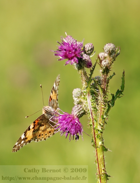 vanesse-belle-dame-chardon-macro-migration-papillon-lepidoptere