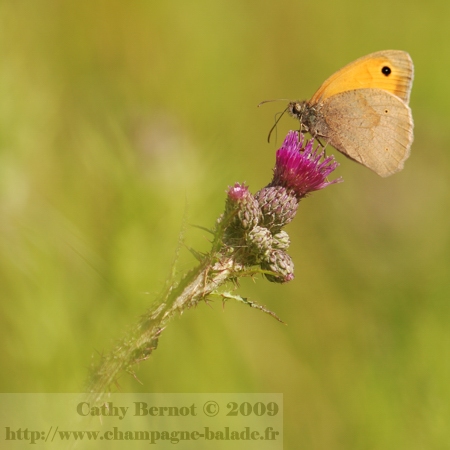photo-papillon-lepidoptere-satyre-myrtil-fleur-chardon photo-papillon-lepidoptere-satyre-myrtil-fleur-chardon