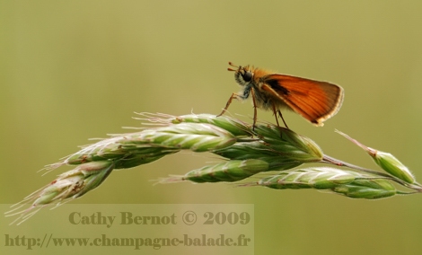 photo-papillon-orange-hesperie-dactyle-graminee-macro-lepidoptere-contrejour